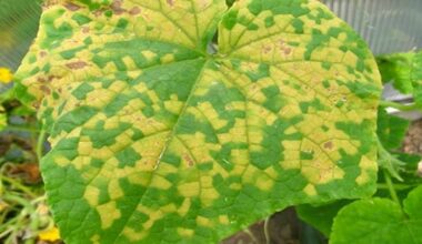 kodėl agurkai parudoja