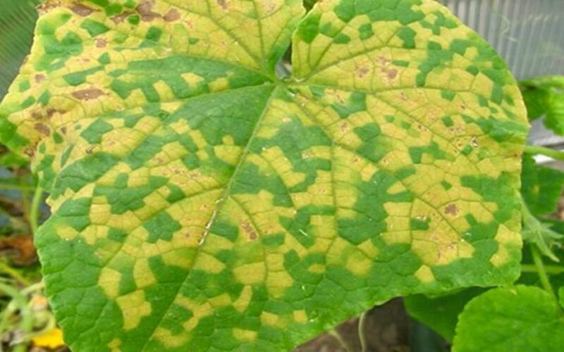 kodėl agurkai parudoja