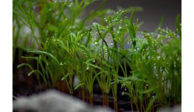 ant palangės užaugintas krapas klestintis derlius