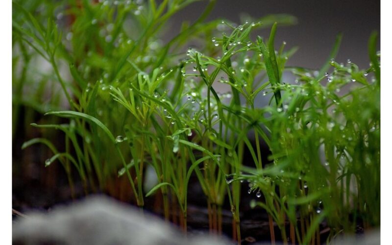 ant palangės užaugintas krapas klestintis derlius