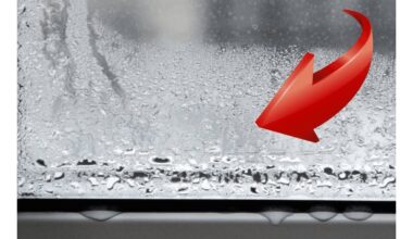 langai niekada nelašė net šalčio metu