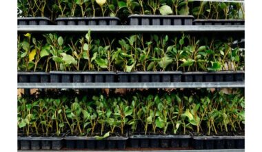 palangės daigų miškas klesti