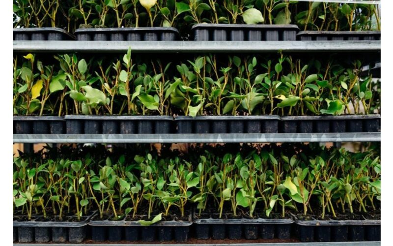 palangės daigų miškas klesti