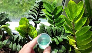 zz augalų džiunglių transformacija