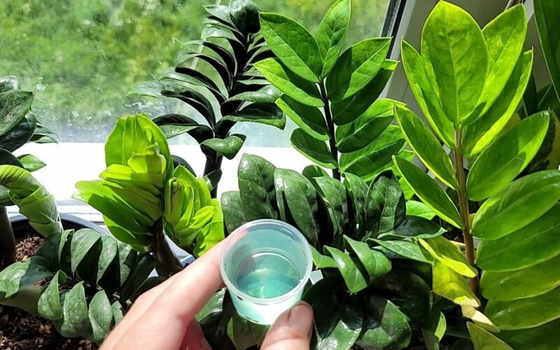 zz augalų džiunglių transformacija