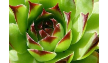 ryto vikšras suvalgė lapą