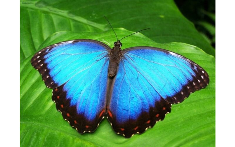 balandis, nepanašus į kitus