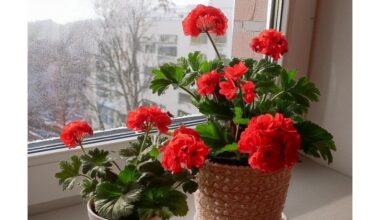 įlašinkite po vieną lašą kasdien