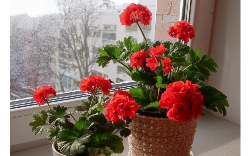 įlašinkite po vieną lašą kasdien