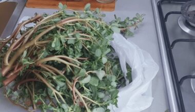 pridėtos žolelės raukšlės išnyko