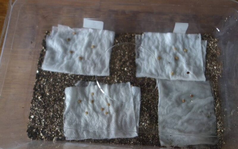 nusipirkau gauzo ritinius dygimui