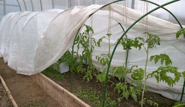 palaidotos juostos išgelbėjo sodinukus