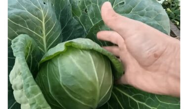 kopūstas be pastangų klestintis