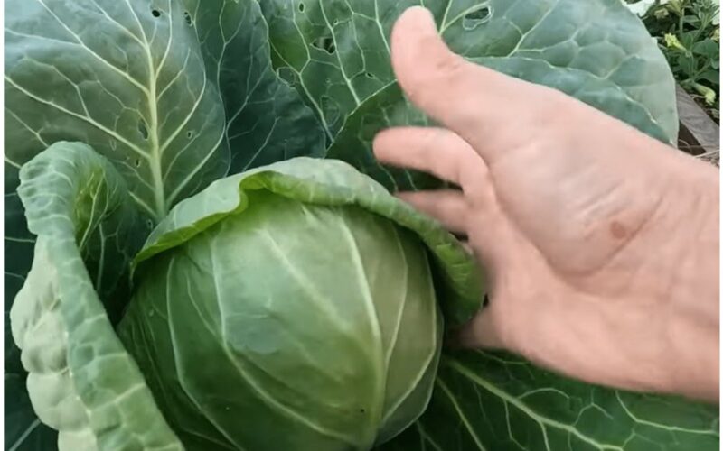 kopūstas be pastangų klestintis