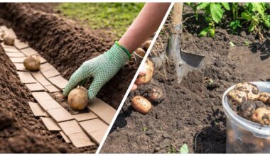 pjaustant batų dėžutes juostelėmis