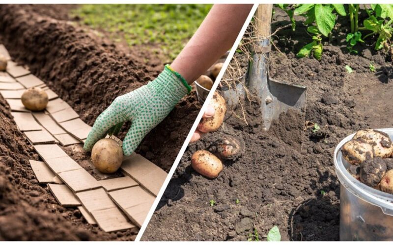 pjaustant batų dėžutes juostelėmis