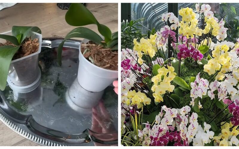 vėluojantis orchidėjų žydėjimas klaida