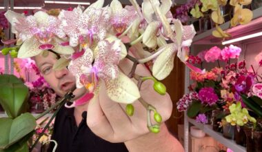 tirpinta ampulė atgaivina augalus