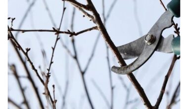 Nepraleiskite vasario sodininkystės darbų