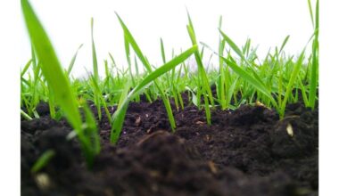 nesodinkite Dvyniuose