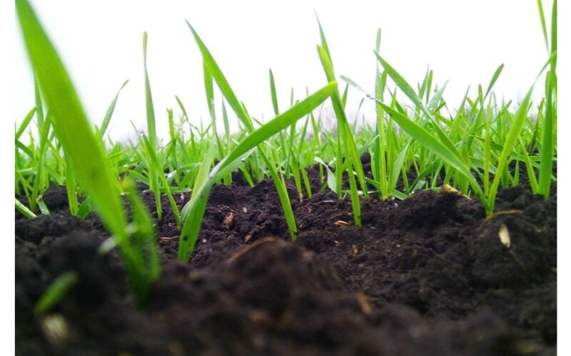 nesodinkite Dvyniuose