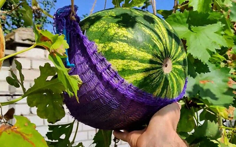 ankstyvasis arbūzų auginimo sistema