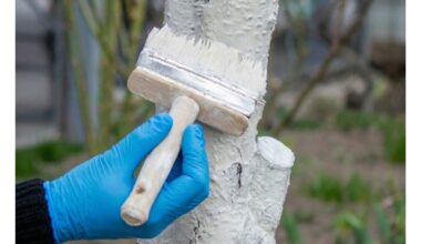 patyrę sodininkai balina anksti