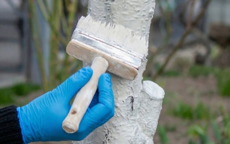 patyrę sodininkai balina anksti