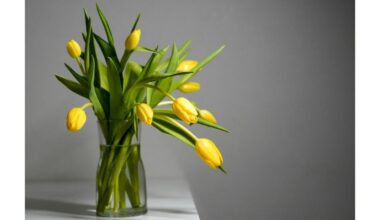 pailginti tulpių gyvenimą vazoje