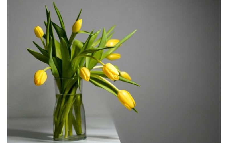 pailginti tulpių gyvenimą vazoje