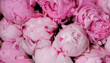 tręšti bijūnus granulėmis