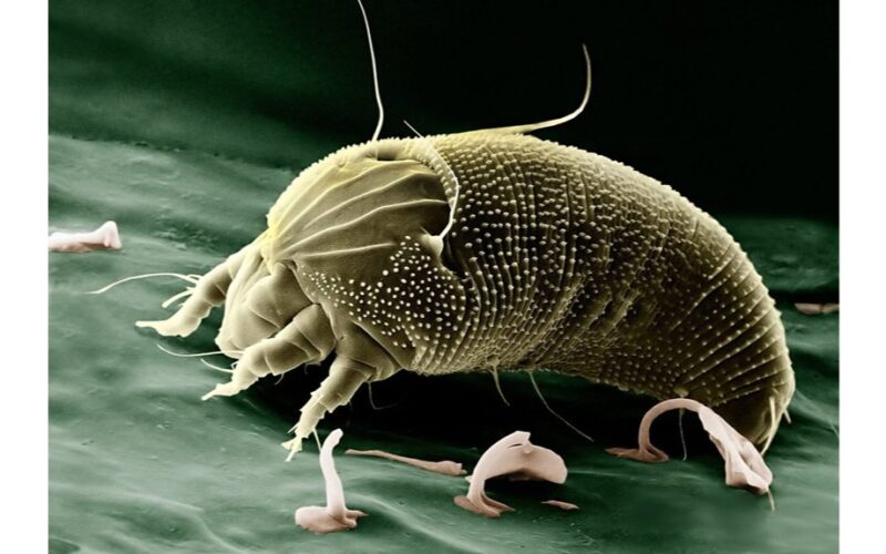 pagaliau atsikračiau dulkių erkių