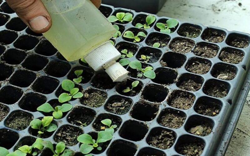 sekiau internetinius laistymo patarimus