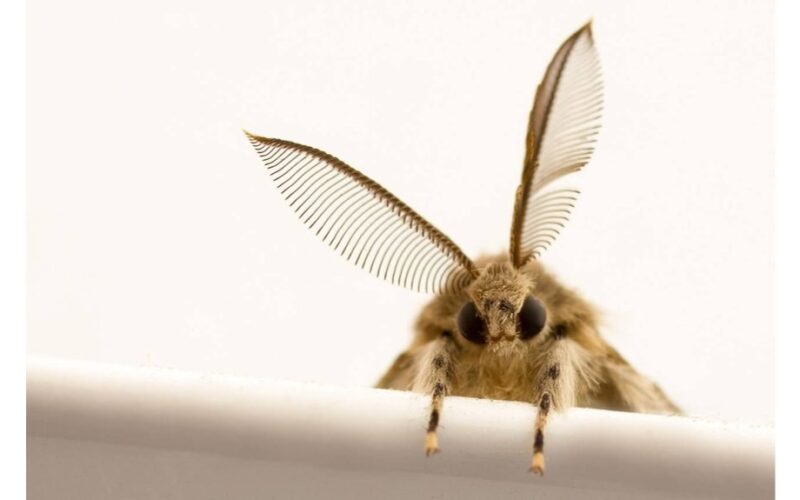 užmirštas motylas grąžintas pašalintas