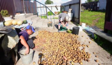 keturiasdešimt metų bulvių derlius