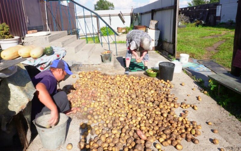 keturiasdešimt metų bulvių derlius