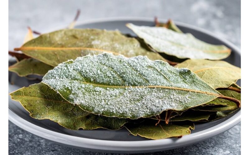 užšaldyti lauro lapus dėl intensyvumo