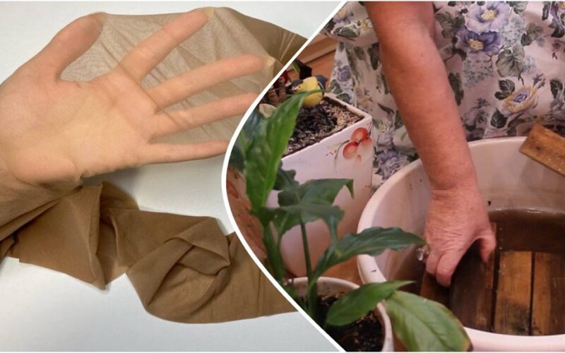 sodininkystė savipriežiūros kojinės sistema