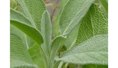 Dievas apie viską pagalvojo