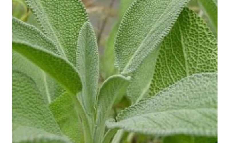 Dievas apie viską pagalvojo