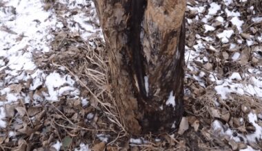 senelio penkiasdešimt metų sodininkystės priežiūra