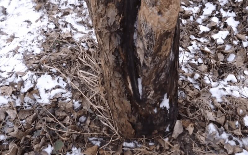 senelio penkiasdešimt metų sodininkystės priežiūra