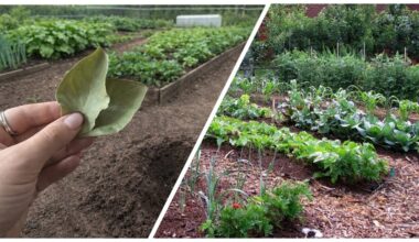 močiutė paslėpė laurų lapą sode