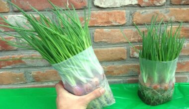 žaliųjų svogūnų lapai daigė ilgi