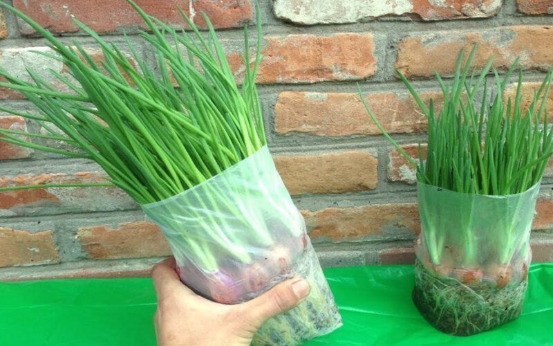 žaliųjų svogūnų lapai daigė ilgi