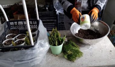 auginau tujų daigus iki medžių