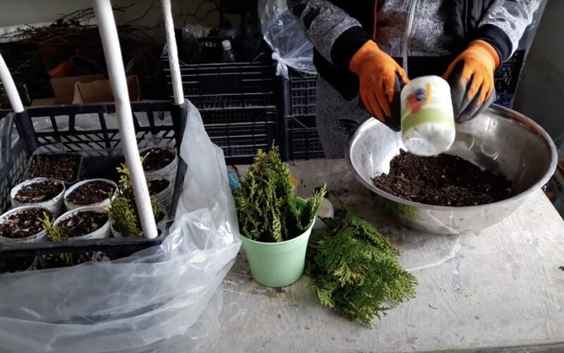 auginau tujų daigus iki medžių