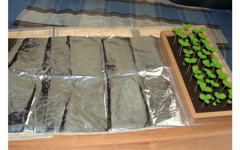 Užsiauginkite nepriekaištingus sodinukus nemokamai