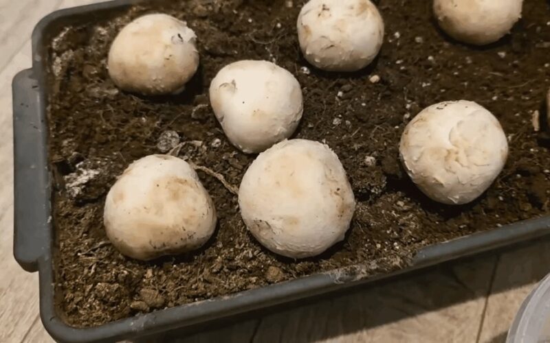 grybų auginimas plastikiniame maiše