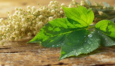 žolė valo kepenis mažina cukrų